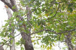 Mapleleaf oak